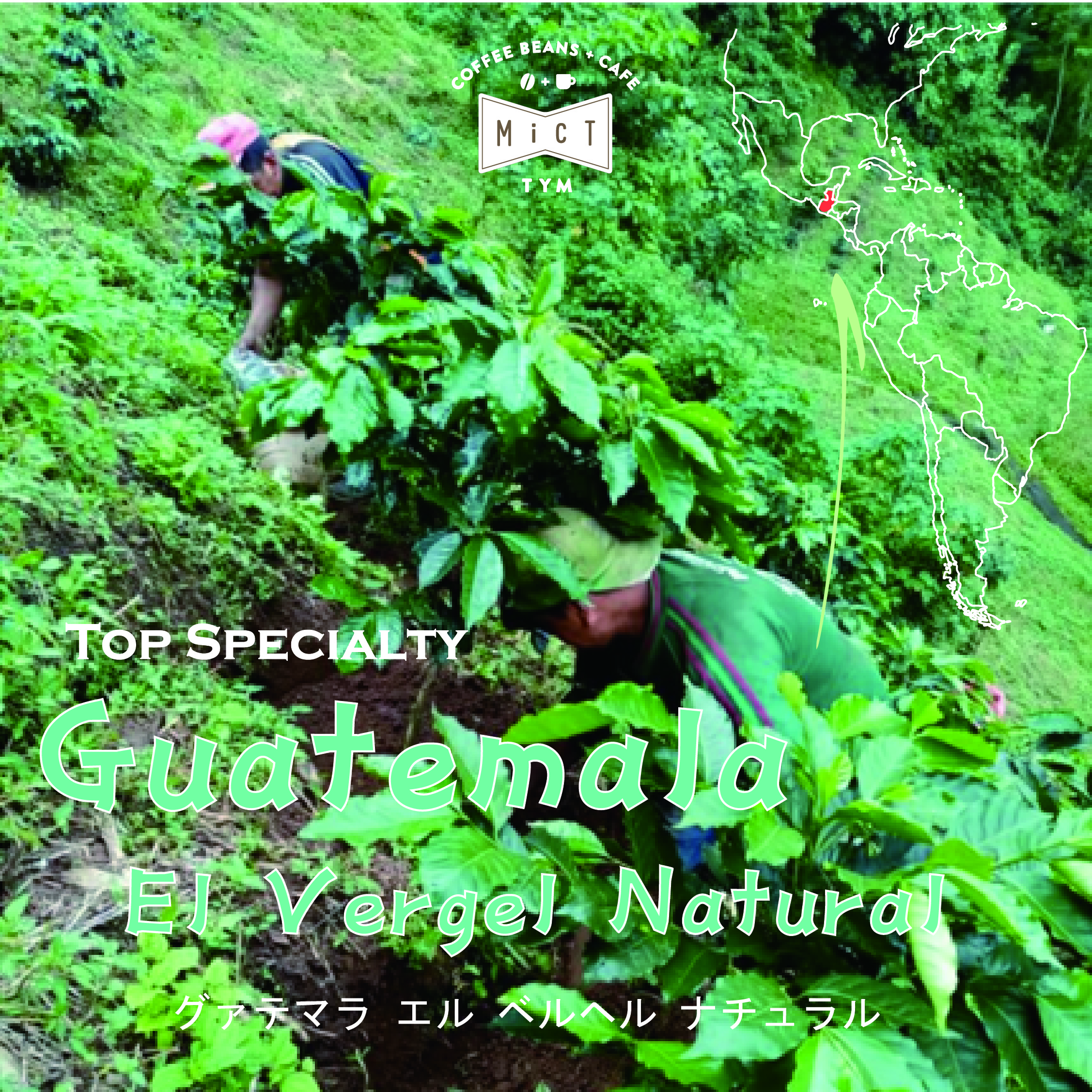 終売《Top specialty》グァテマラ エル ベルヘル ナチュラル