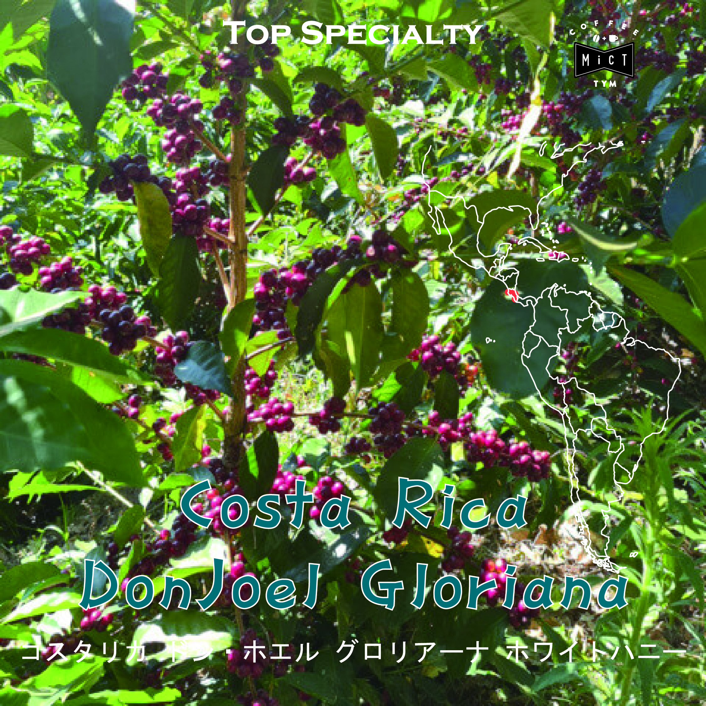 《Top Specialty》コスタリカドンホエルグロリアーナ